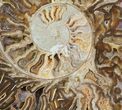 Choffaticeras (Daisy Flower) Ammonite - Madagascar #81281-1